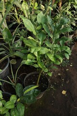 Many different beautiful potted plants in greenhouse