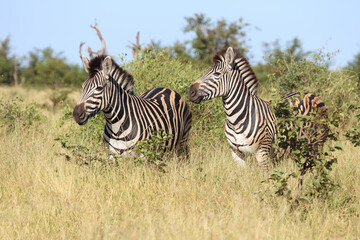 Steppenzebra / Burchell's zebra / Equus quagga burchellii