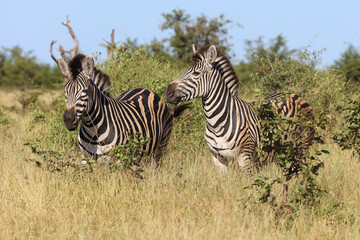 Steppenzebra / Burchell's zebra / Equus quagga burchellii