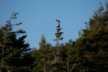 Great Blue Heron Sitting at the Top of an Old Fir Tree