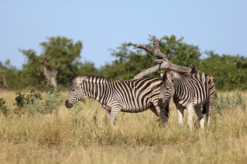 Steppenzebra / Burchell's zebra / Equus quagga burchellii..
