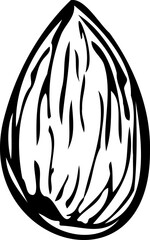 Hand drawn vector line illustration of shelled almond.
