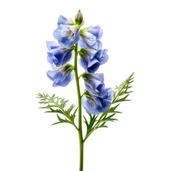 Aconitum flower isolated on transparent background