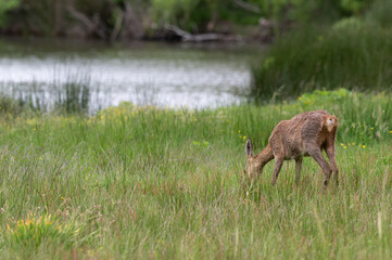 Capreolus capreolus - Roe deer - Chevreuil d'Europe