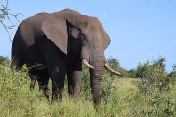 Obraz premium Afrikanischer Elefant / African elephant / Loxodonta africana