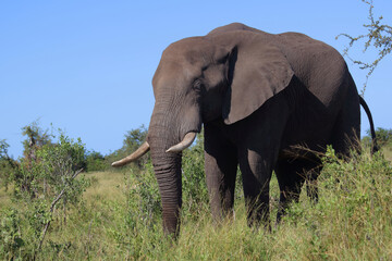 Obraz premium Afrikanischer Elefant / African elephant / Loxodonta africana