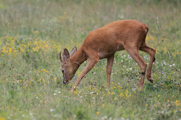 Capreolus capreolus - Roe deer - Chevreuil d'Europe