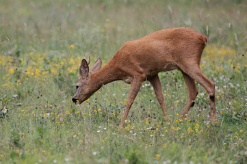 Capreolus capreolus - Roe deer - Chevreuil d'Europe