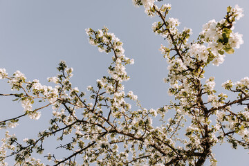 Apple tree blossom at spring. - 723768226