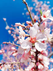 cherry tree blossom