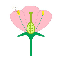 Flower structure. Parts of a flower.