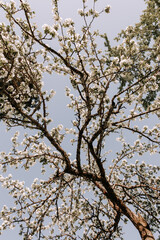 Apple tree blossom at spring. - 723768851