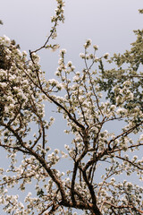 Apple tree blossom at spring. - 723768875