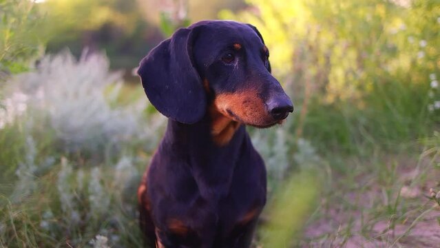 black dachshund. eyes and muzzle of a dachshund. a small dog. hunting dog. low and long dog. muzzle and mustache.