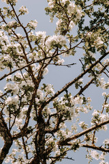 Apple tree blossom at spring. - 723769061