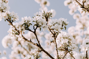 Apple tree blossom at spring. - 723769425