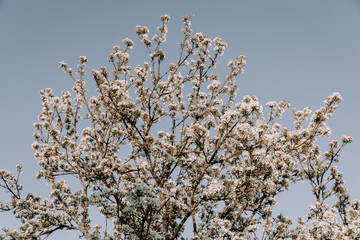 Apple tree blossom at spring. - 723769443