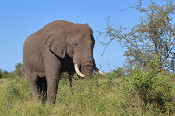 Obraz premium Afrikanischer Elefant / African elephant / Loxodonta africana