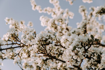 Apple tree blossom at spring. - 723769653