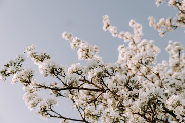 Apple tree blossom at spring. - 723769654