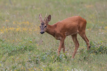 Capreolus capreolus - Roe deer - Chevreuil d'Europe