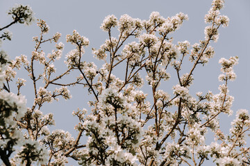 Apple tree blossom at spring. - 723769876