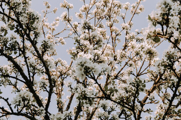 Apple tree blossom at spring. - 723770069