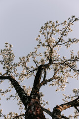 Apple tree blossom at spring. - 723770220