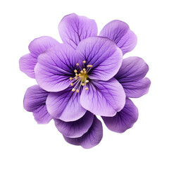 African Violet flower isolated on transparent background