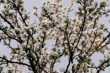 Apple tree blossom at spring. - 723770239