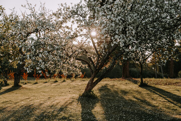 Cherry tree blossom at sunset - 723770443