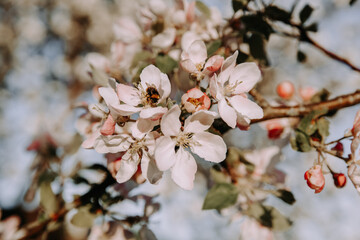 Apple tree blossom at spring - 723770642