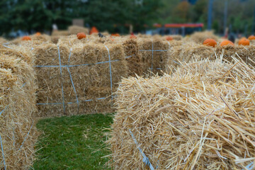 Pumpkins Halloween Decoration, Squash Farm, Orange Thanksgiving Vegetables Pile on Grass, Autumn Loan