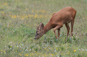 Capreolus capreolus - Roe deer - Chevreuil d'Europe