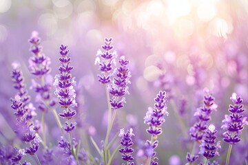 A soft-focus image of a lavender field bathed in golden sunlight, with a bokeh effect creating a magical scene