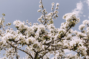 Apple tree blossom at spring. - 723772807