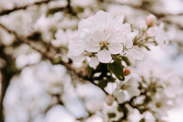 Apple tree blossom at spring. - 723773049