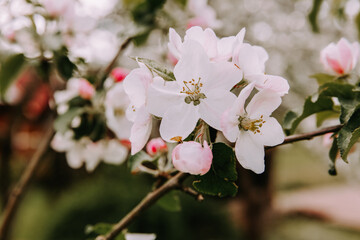 Apple tree blossom at spring. - 723773411