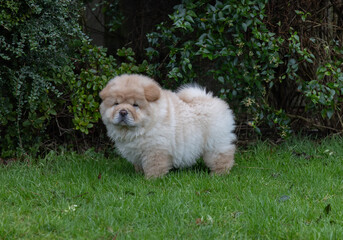 Chow Puppy