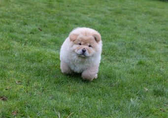 Chow Puppy