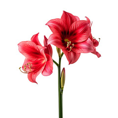 Amaryllis flower isolated on transparent background