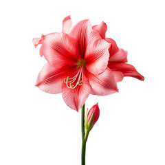 Amaryllis flower isolated on transparent background