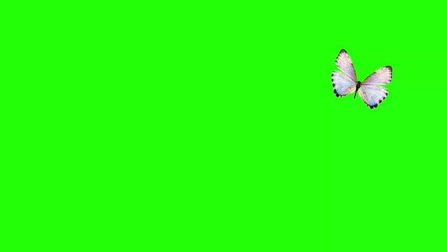 Group of butterflies flying on green screen, environment nature animation element