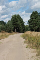 The road past the pines and grass in summer is blue sky