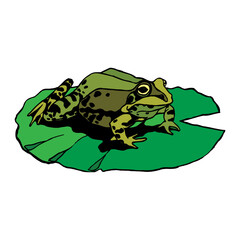 vector cute frog cartoon style on a white background