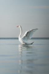 Swan in the lake