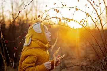 Beautiful school child, boy with yellow hat and jacket in the park on sunset playing under hip bush