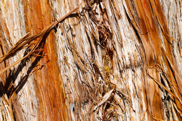 Texture of sequoia bark in the park. Tree background.