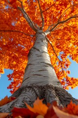 Vibrant autumn foliage viewed from the base of a tree trunk.