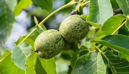 Obraz premium Walnut tree with walnut fruit in cracked pericarp with green leaves. Growing walnut in green peel on branch of a plant, selective focus